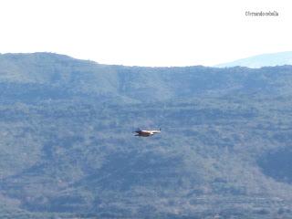 Buitre leonado, Sierra de Guara, Polidas chamineras