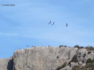 Buitres leonados, Sierra de Guara, Polidas chamineras