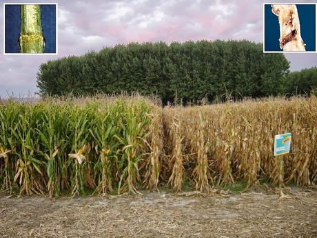 Fin de la patente del MON810