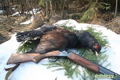 Nueva propuesta para salvar al urogallo: ¡¡Cazarlo!!