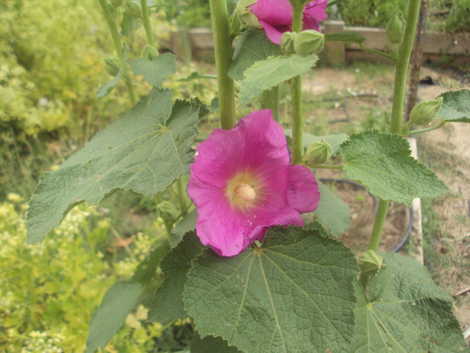 FLORES DE JUNIO EN EL HUERTO