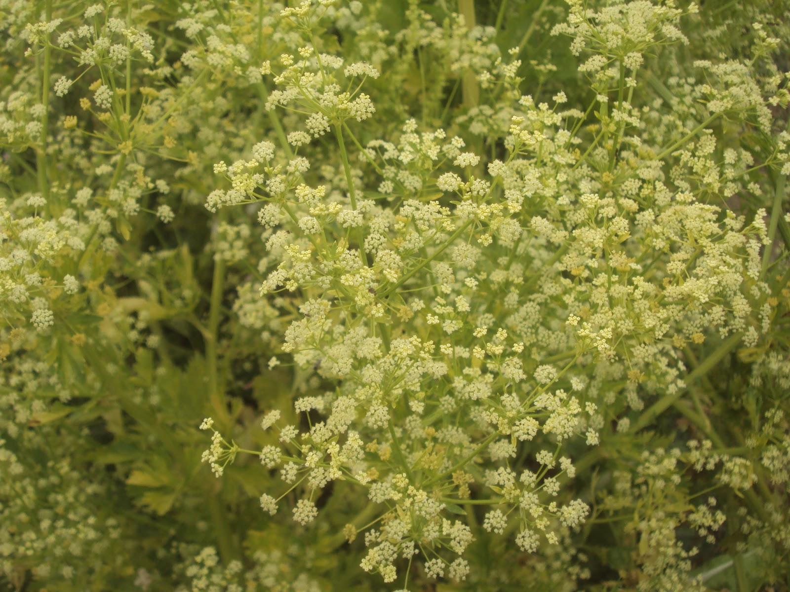 FLORES DE JUNIO EN EL HUERTO