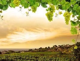 Uvas blancas más utilizadas en los vinos españoles