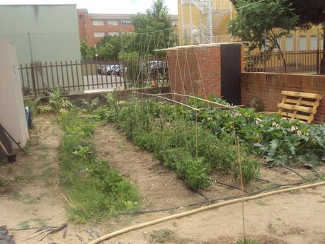 TUTORES PARA LAS TOMATERAS