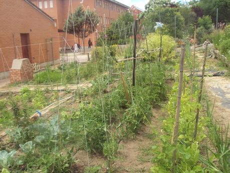 TUTORES PARA LAS TOMATERAS