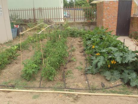 TUTORES PARA LAS TOMATERAS