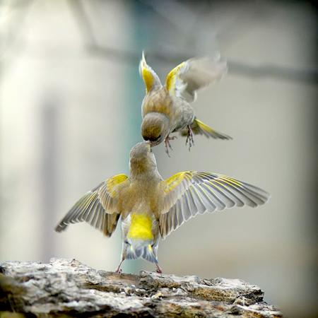 Levantando barreras