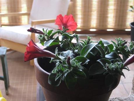 Quedamos en la terraza