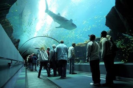 Bienvenido a los mundos del agua: los Acuarios más impresionantes del mundo!