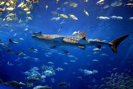 Bienvenido a los mundos del agua: los Acuarios más impresionantes del mundo!