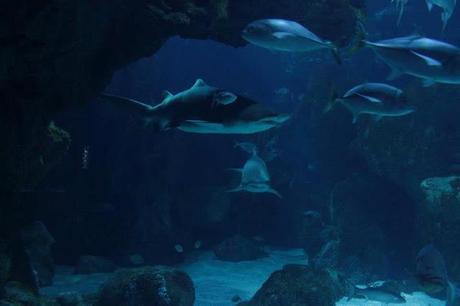 Bienvenido a los mundos del agua: los Acuarios más impresionantes del mundo!