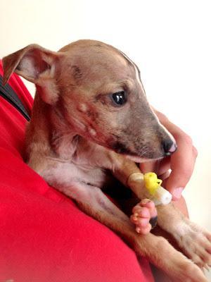 GALGA BEBÉ EN LA BASURA, CIEGA Y CON FRACTURA CRANEAL. (SEVILLA)