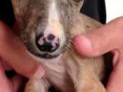 Galga bebé basura, ciega fractura craneal. (sevilla)