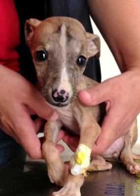 GALGA BEBÉ EN LA BASURA, CIEGA Y CON FRACTURA CRANEAL. (SEVILLA)