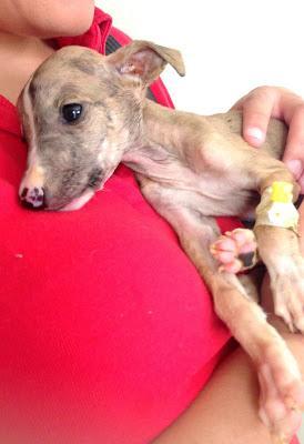 GALGA BEBÉ EN LA BASURA, CIEGA Y CON FRACTURA CRANEAL. (SEVILLA)