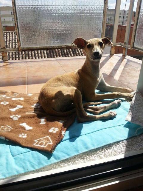 Kitty, galga de 3,5 meses, abandonada por tener una pata fracturada.