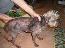 : ¡¡¡EXTREMADAMENTE URGENTE!! LELI ,PERRITA YORKSHIRE,ABANDONADA Y MALTRATADA,EN UN PUEBLO DE SEVILLA.