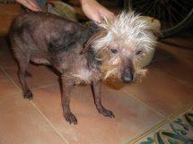 : ¡¡¡EXTREMADAMENTE URGENTE!! LELI ,PERRITA YORKSHIRE,ABANDONADA Y MALTRATADA,EN UN PUEBLO DE SEVILLA.