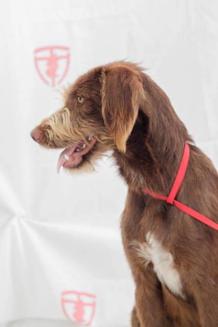 Piña, asombrosamente bella y deseando endulzar tu hogar.