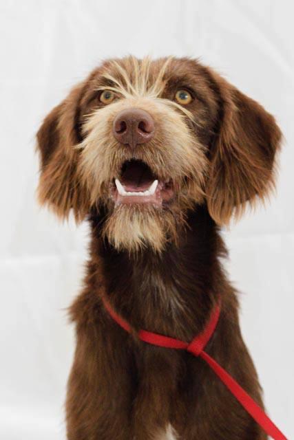 Piña, asombrosamente bella y deseando endulzar tu hogar.