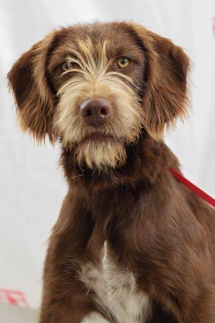 Piña, asombrosamente bella y deseando endulzar tu hogar.