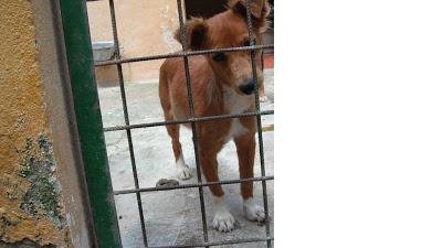 ENFERMOS y EN UNA PERRERA. NECESITAN ACOGIDA URGENTE!! (HUELVA)