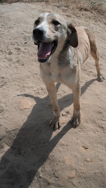 LEIRE perrita salvada de la perrera de Campillo.