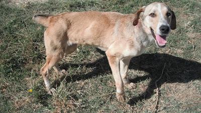 LEIRE perrita salvada de la perrera de Campillo.