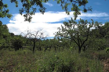 Vinya La cova de Joan d'Anguera