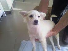 Encontrada cachorrita con problemas de estabilidad....NECESITA ACOGIDA URGENTE!!