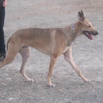 Ayuda por favor, un hogar para esta preciosidad.