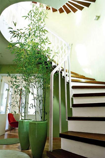 Casas con plantas