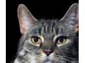 Cinco errores comunes dueños gatos