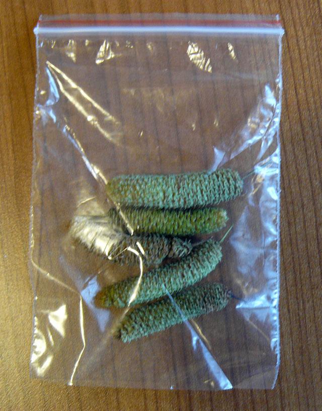 Diario de un Friki: Hojas otoñales para peanas