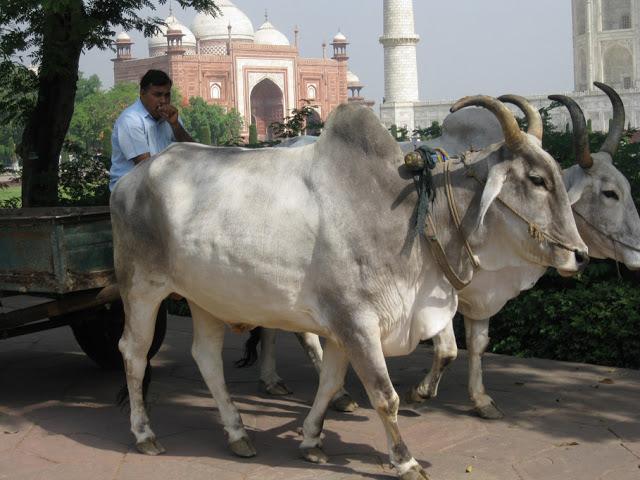 India - Agra - Taj Mahal