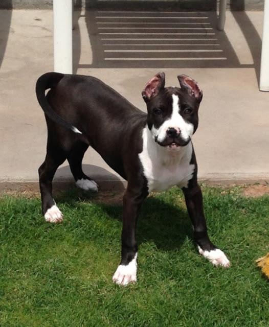 A propósito de bigote...