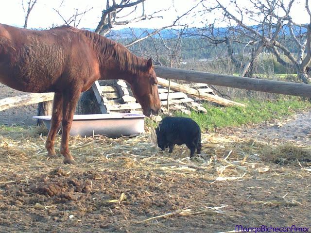 caballo y cerdito 