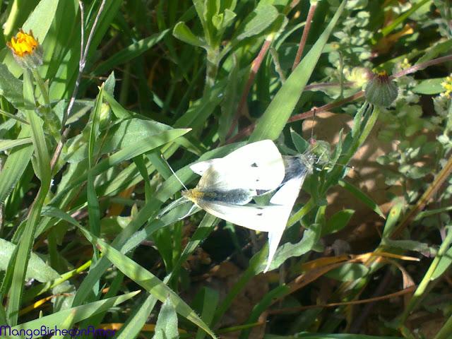 mariposas en el campo