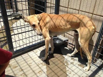 MUY URGENTE!! 7 GALGOS EN EL CORREDOR DE LA MUERTE