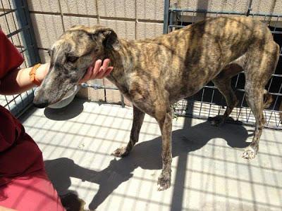 MUY URGENTE!! 7 GALGOS EN EL CORREDOR DE LA MUERTE