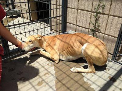 MUY URGENTE!! 7 GALGOS EN EL CORREDOR DE LA MUERTE