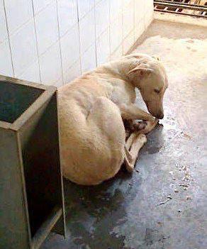 SARABAH, GALGUITA HERIDA EN LA PERRERA.