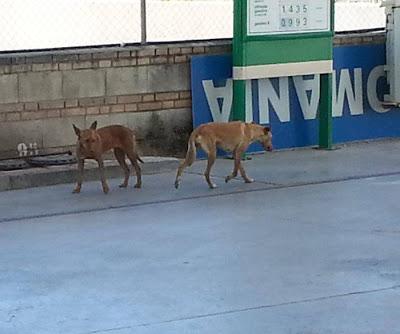 LA DESGRACIA DE NACER PODENCO EN ESPAÑA...