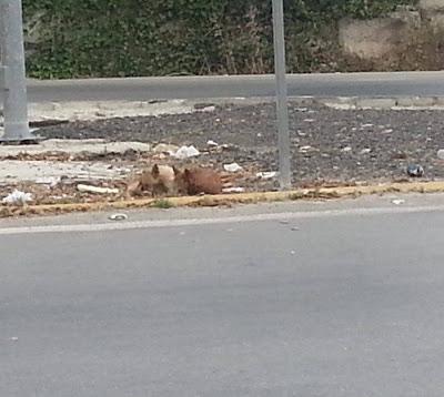 LA DESGRACIA DE NACER PODENCO EN ESPAÑA...