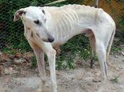 Cash, precioso galgo blanco adopción. (jaén)