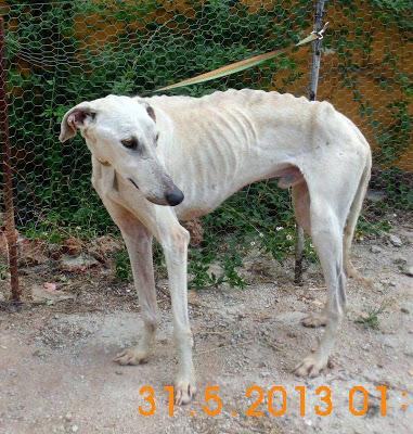 CASH, PRECIOSO GALGO BLANCO EN ADOPCIÓN. (JAÉN)
