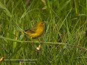 Jilguero dorado (Saffron-yellow Finch)