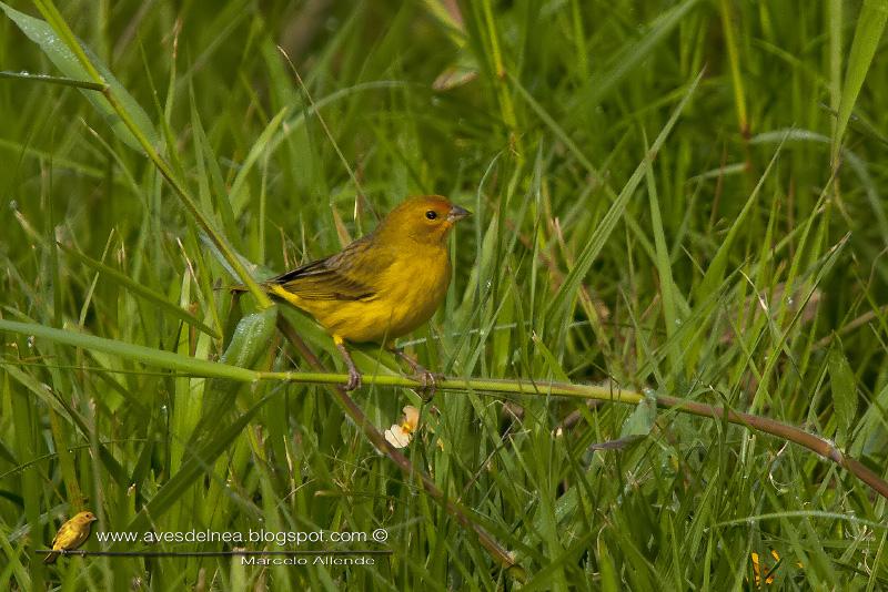 Jilguero dorado (Saffron-yellow Finch)