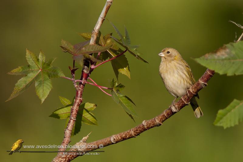 Jilguero dorado (Saffron-yellow Finch)