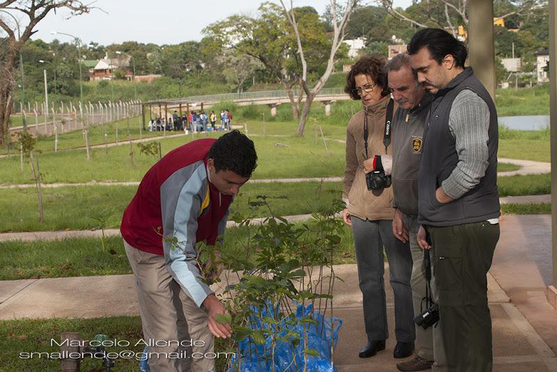 Jilguero dorado (Saffron-yellow Finch)